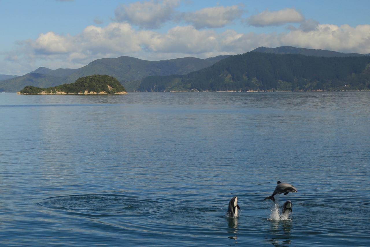 Parklands Marina Holiday Park Picton Dış mekan fotoğraf